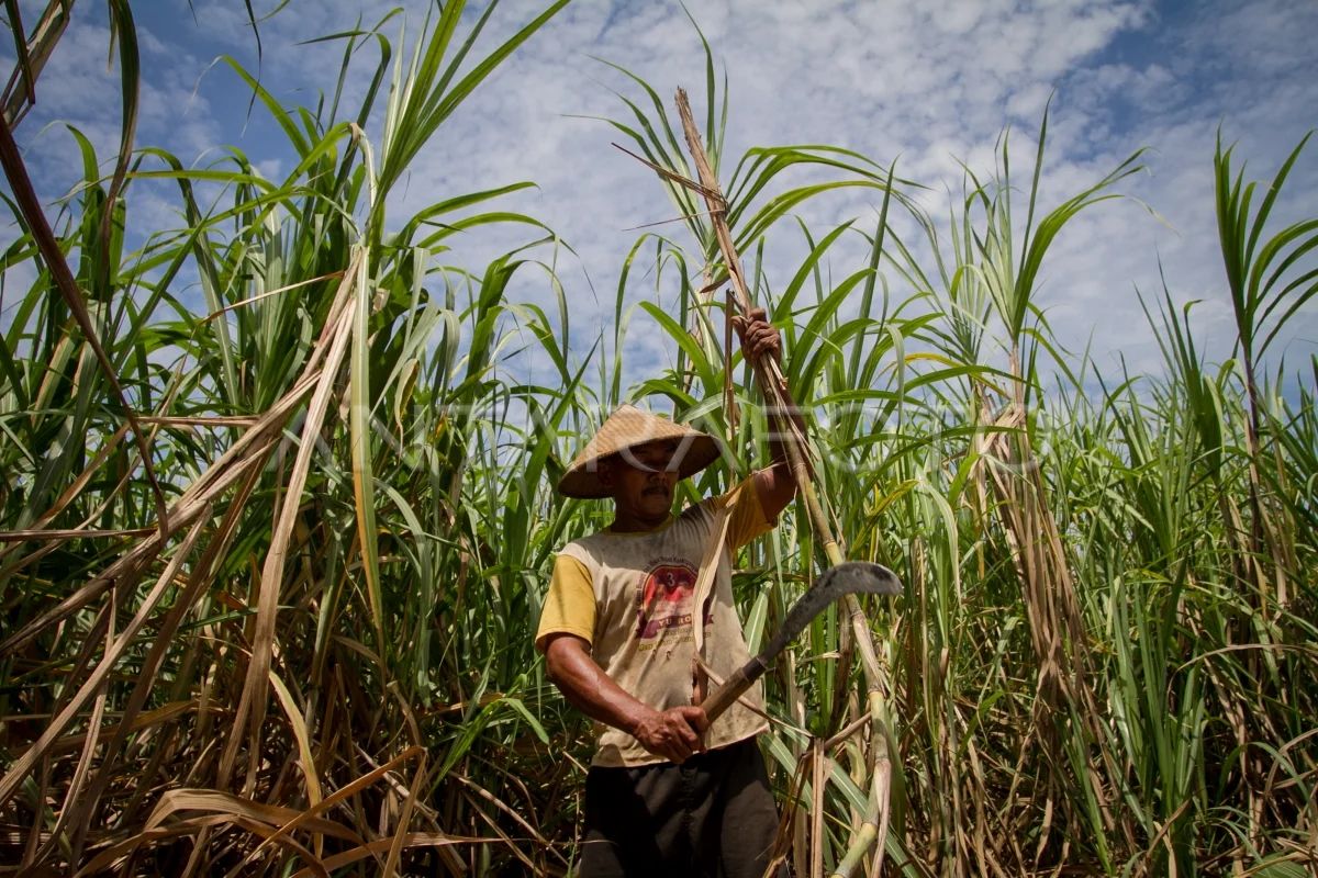 RI eyes sugar sufficiency with accelerated sugarcane rejuvenation push