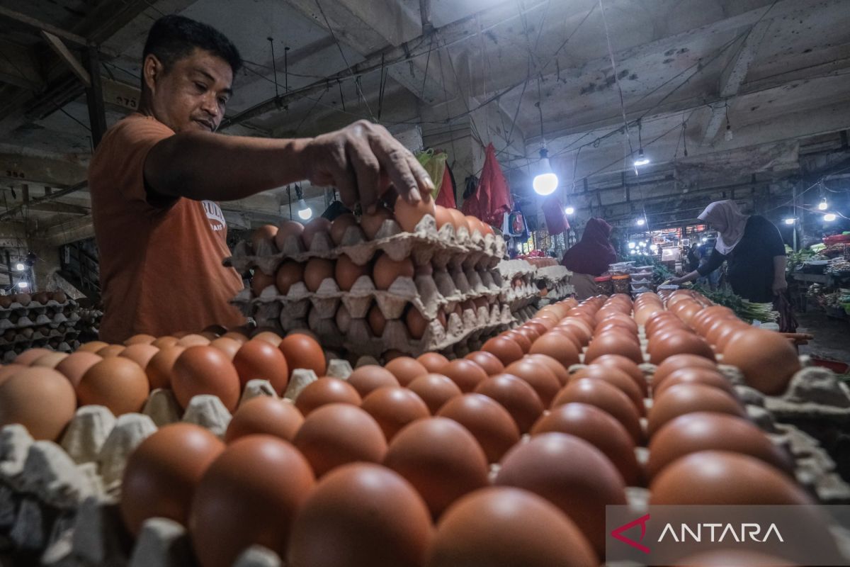 Bapanas Says Egg Prices Recovering After Recent Slump
