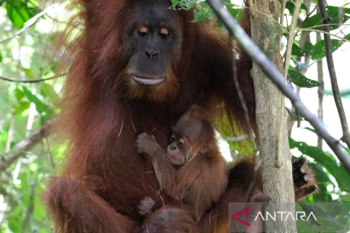 Sumatran and Tapanuli Orangutan Populations Revealed in Latest Survey