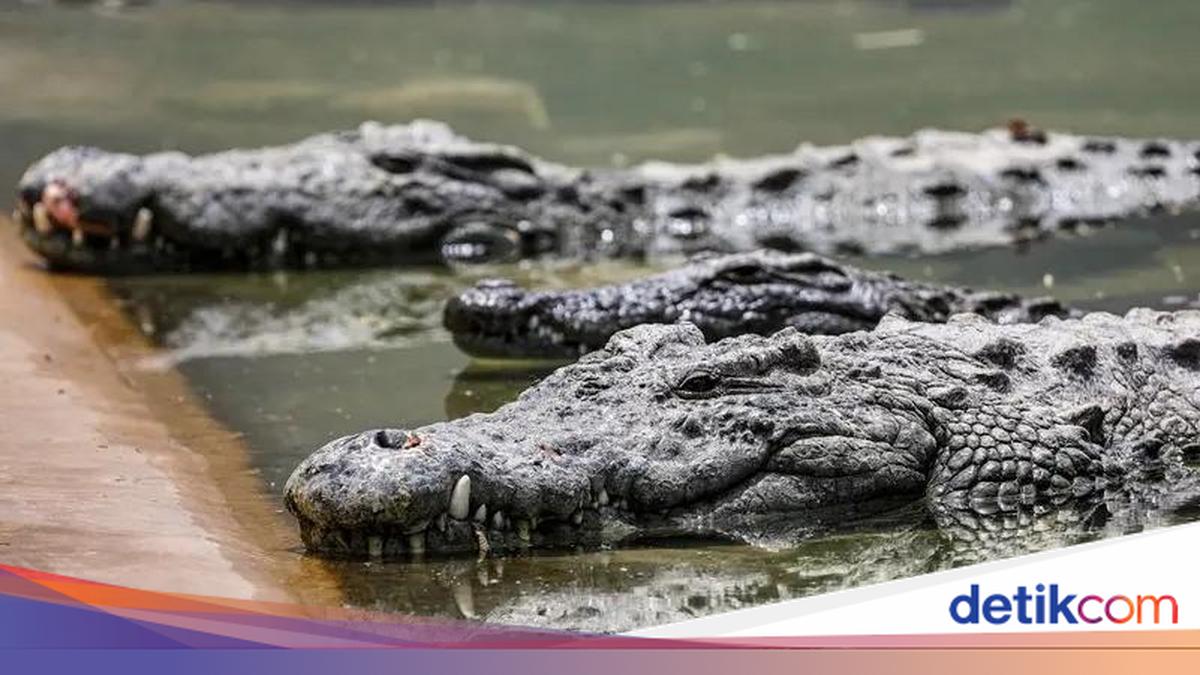 Israel to Deploy Crocodiles for Prison Security, Minister Says