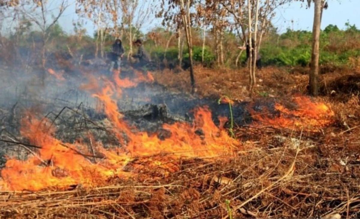 Forest and Land Fires Spread Across Six Provinces, BNPB Urges Regional Preparedness