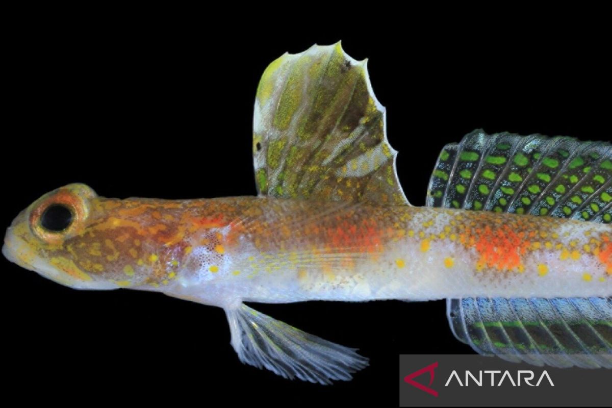 BRIN discovers new species of shrimpgoby in Banyuwangi