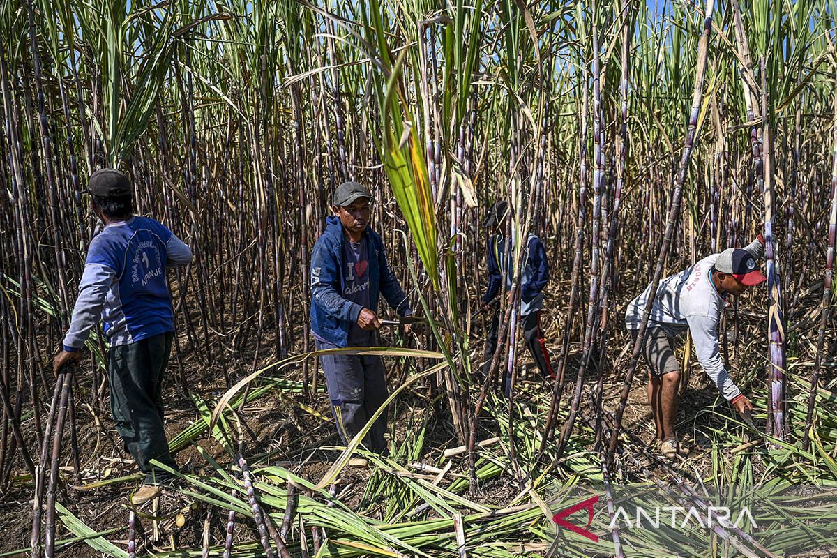 Indonesia invites private firms to build ethanol plants for E20 push