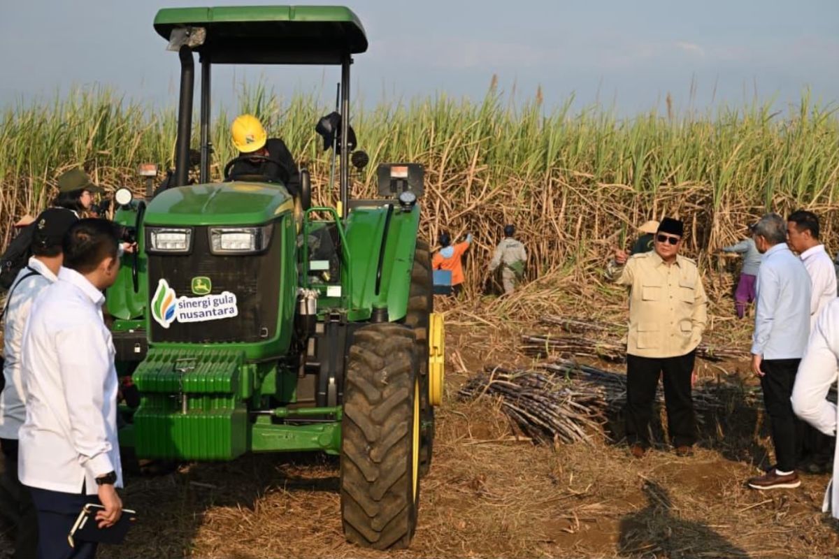 PT SGN Optimistic Ratoon Clearing Programme Will Accelerate Sugar Self-Sufficiency