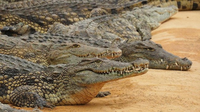 Israel Plans to Use Nile Crocodiles to Guard Palestinian Prisoners