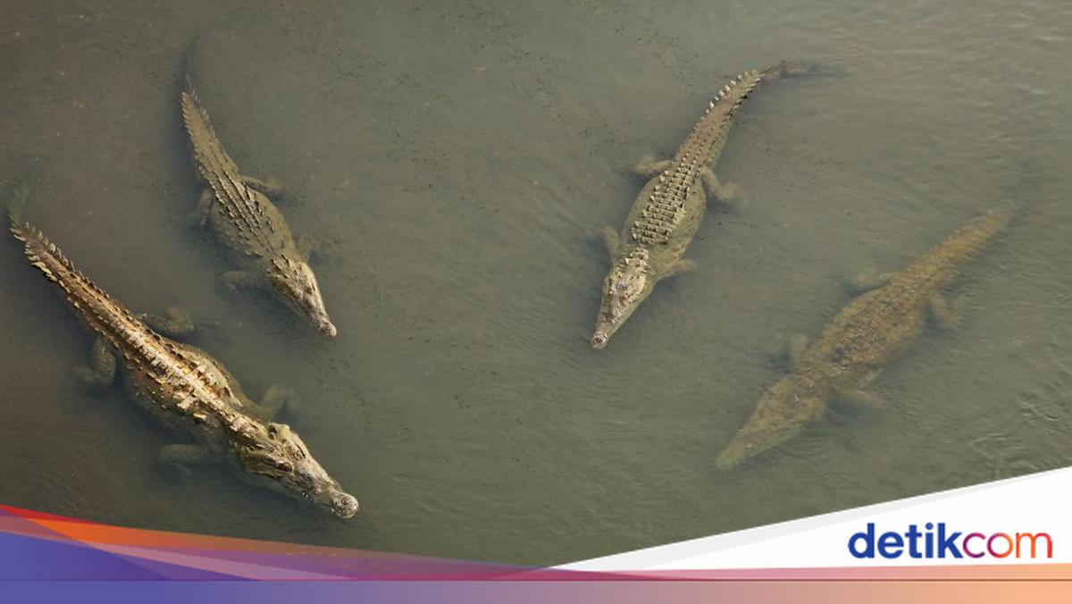 Israel Plans to Deploy Crocodiles as Prison 'Guards'