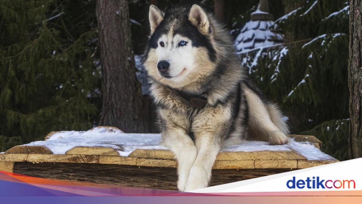 Four Things to Know About the Machete Attack on a Husky in Bekasi
