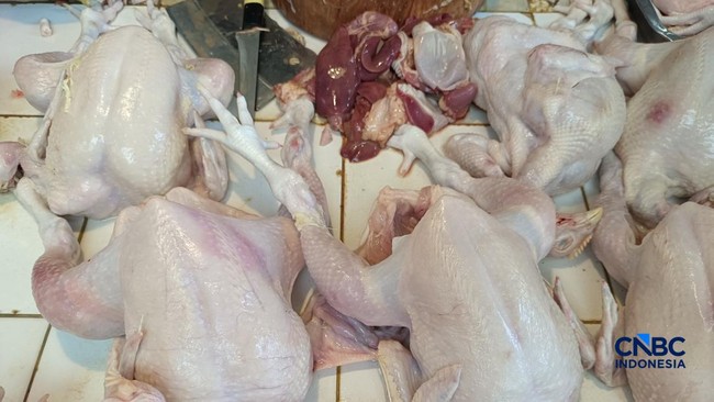 Egg and Chicken Prices Gradually Recover as MBG Programme Resumes