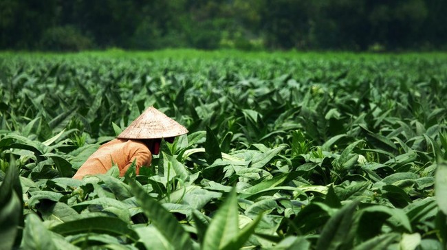 Tobacco Ecosystem Under Threat: Plain Packaging Rules Could Wipe Out Millions of Jobs and State Revenue