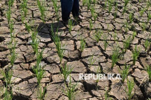 Deep Wells Become Farmers' Mainstay Against Drought During Dry Season