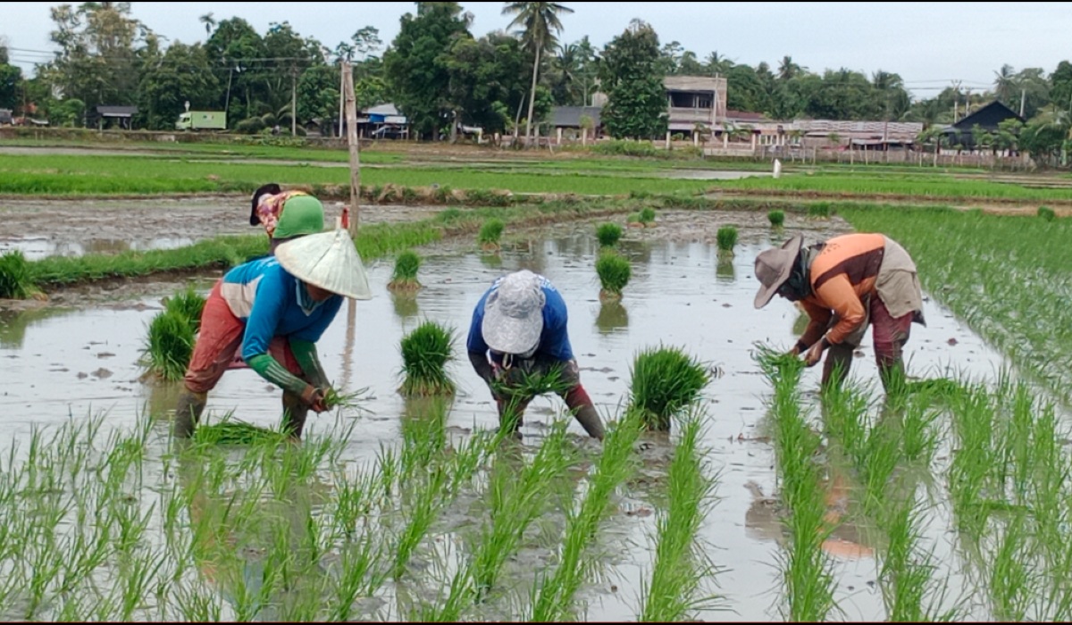 Rain Showers Bring Relief to Pidie Aceh Rice Farmers Amid El Niño