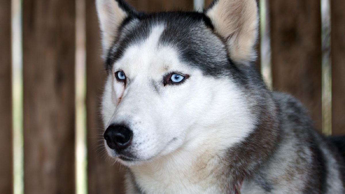 Husky Slashed in Bekasi Goes Viral, Police Deploy K9 Unit