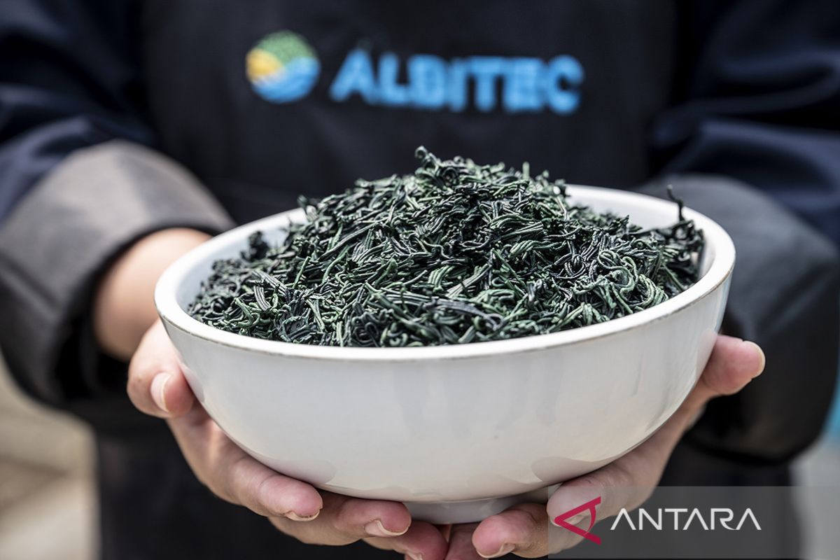 BRIN promotes spirulina to boost sustainable aquaculture