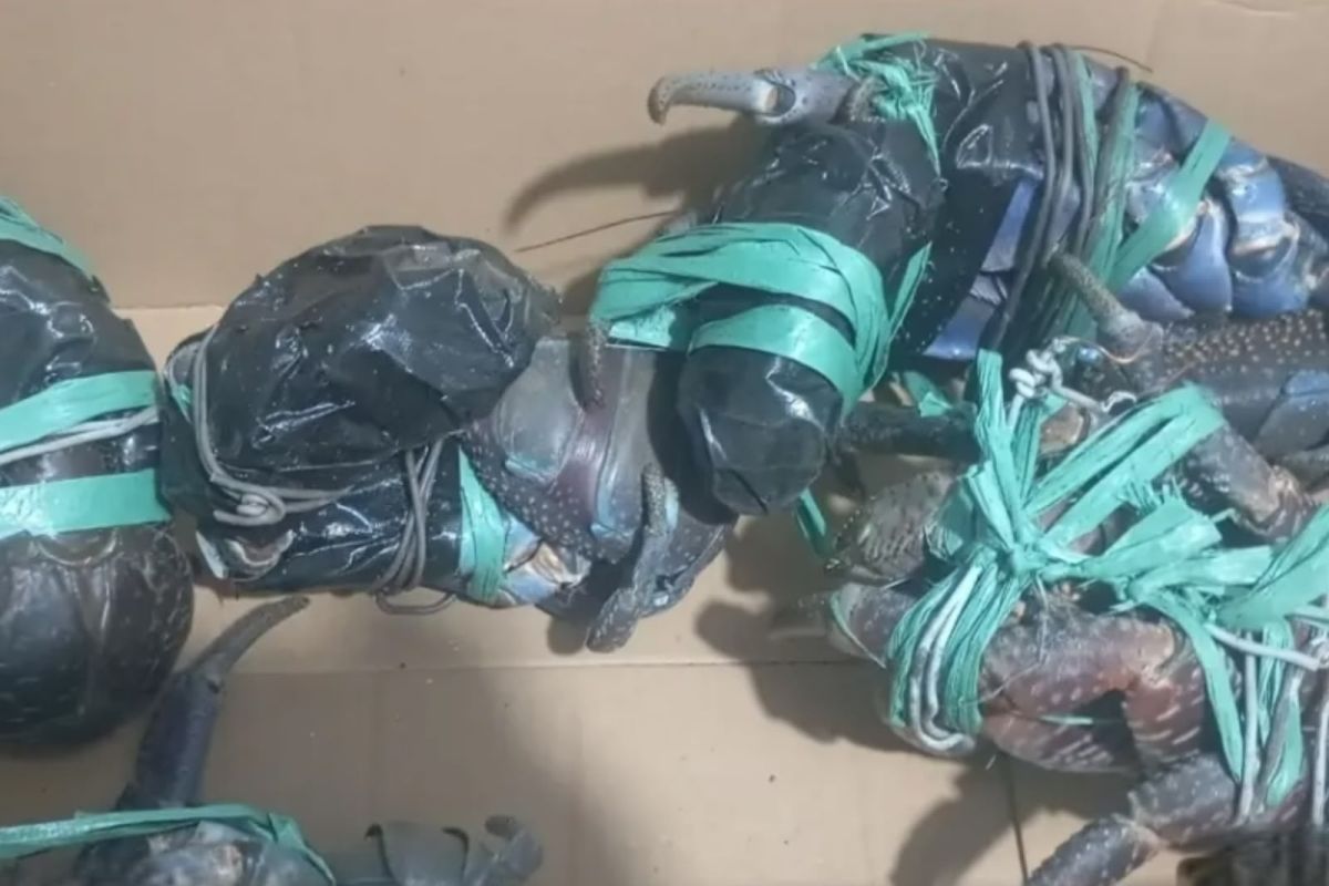Maluku BKSDA Foils Smuggling of Five Coconut Crabs in Ambon