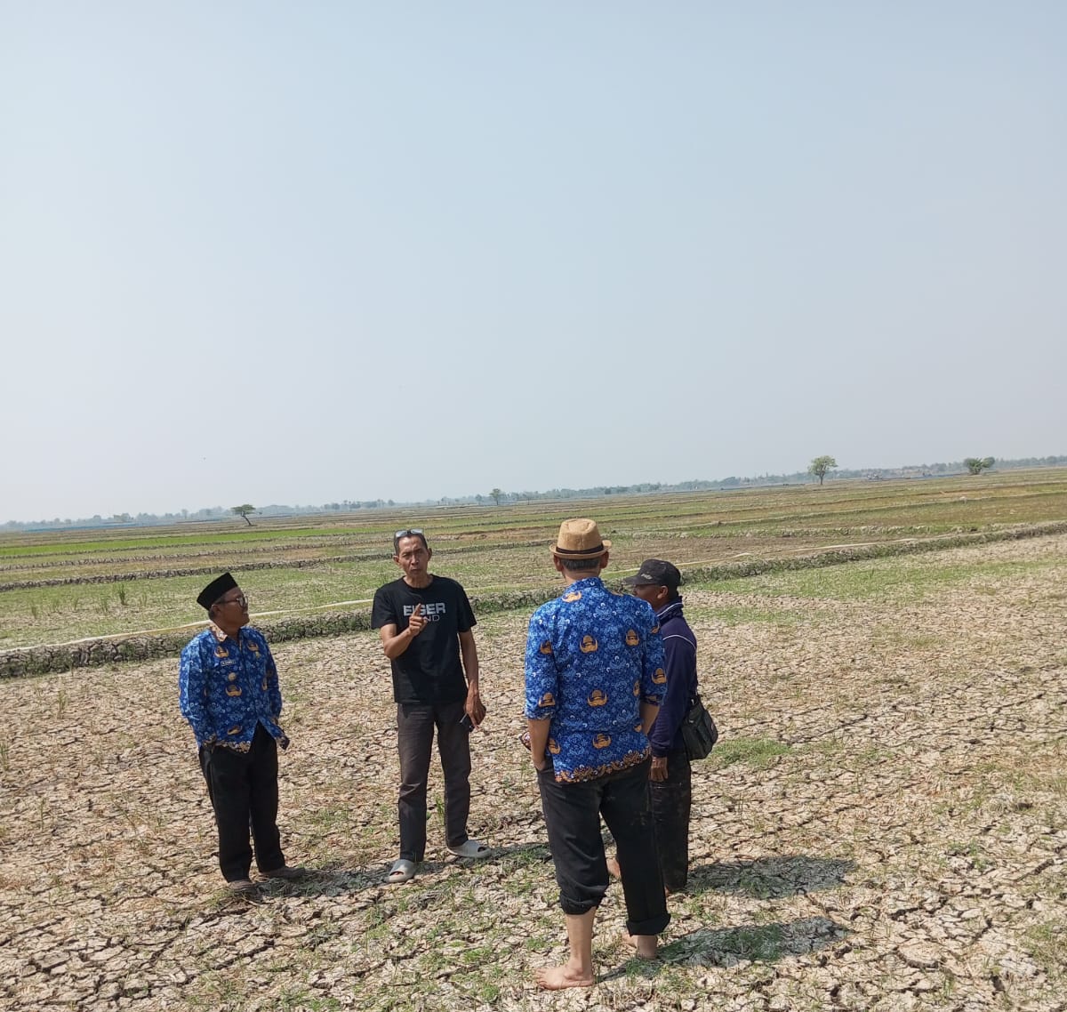 Over 10,000 Hectares of Rice Fields in Indramayu Threatened by Crop Failure