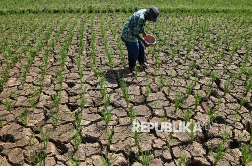 10,673 Hectares of Rice Fields in Indramayu Threatened by Harvest Failure Due to Drought