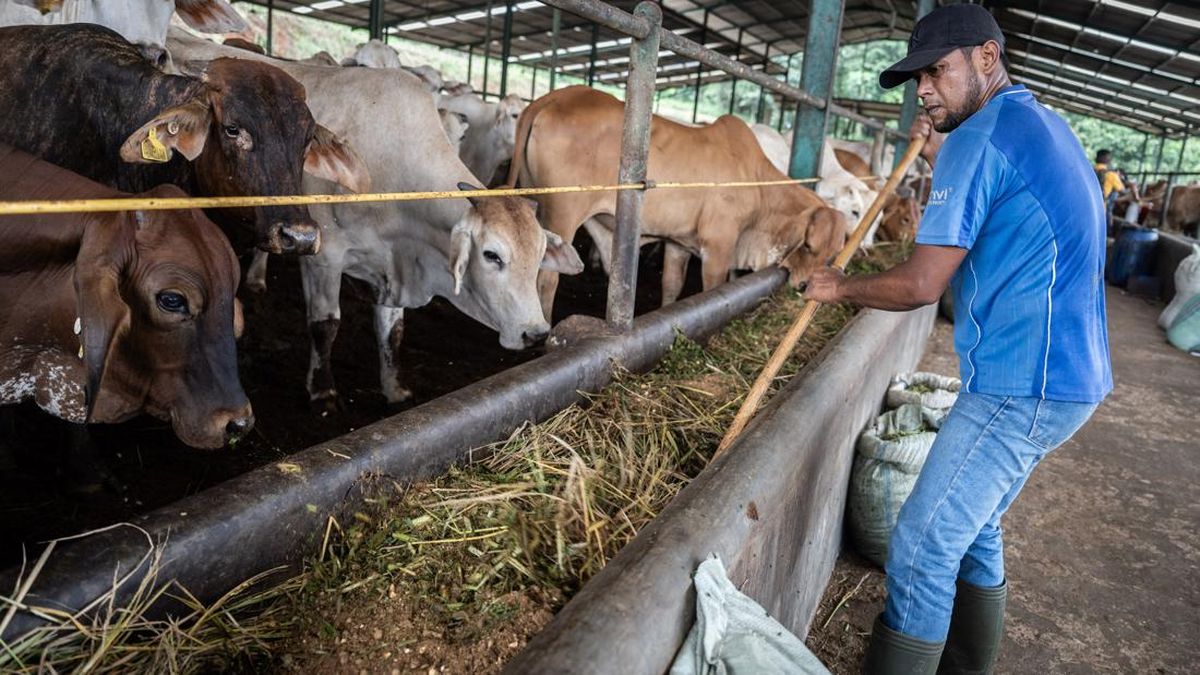 Former Surabaya Zoo Director Named Suspect in Animal Feed Corruption Case