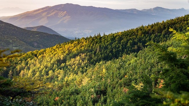 Signs of Climate 'Doomsday' Clearly Visible in Leaves
