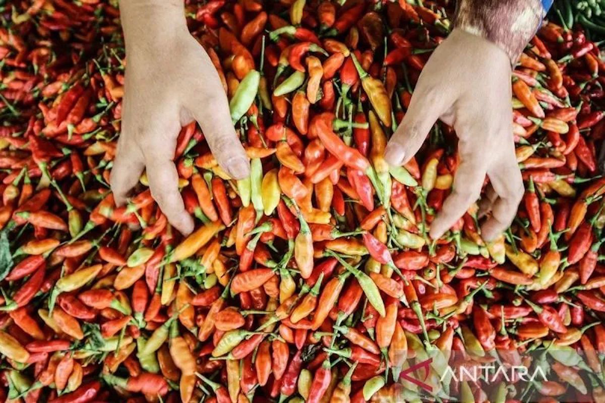 PIHPS: Bird's Eye Chilli Prices Reach Rp55,150 per kg, Chicken Eggs at Rp29,600 per kg