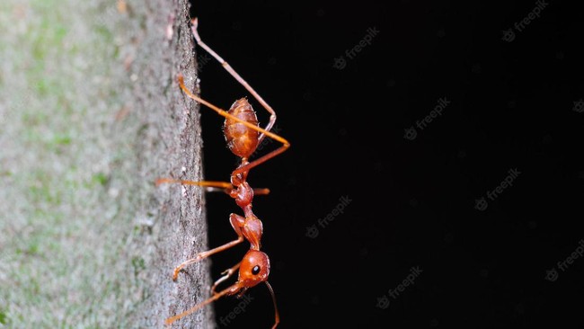 Michelin-Starred Restaurant Owner Faces Jail for Serving Ants