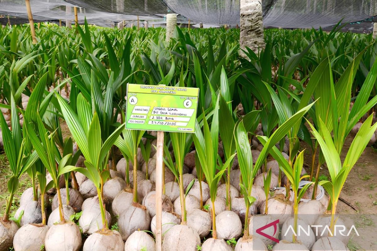 Ministry of Agriculture Targets 151,554 Hectares for Coconut Downstreaming in 2026