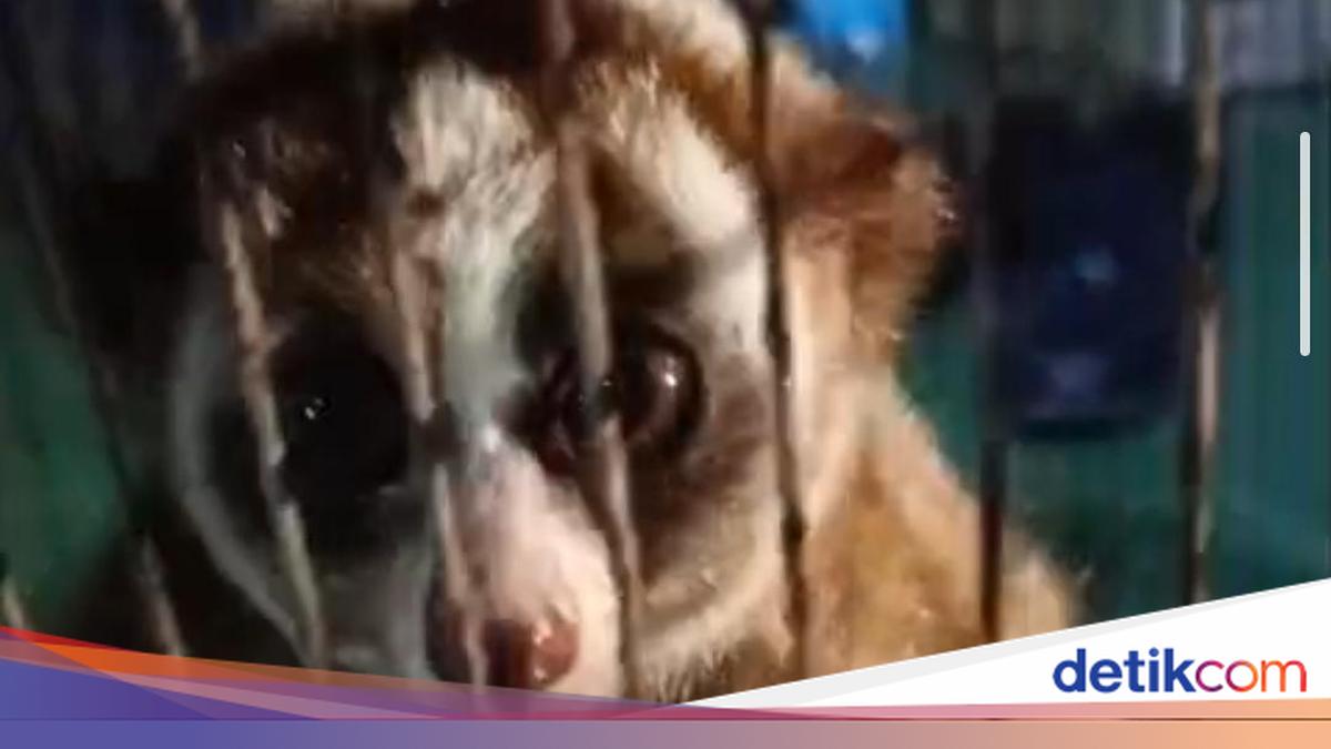 Javan Slow Loris Found by Bird Searcher, Handed Over to BKSDA Bogor by Firefighters