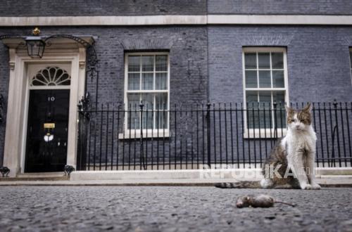 Larry the 'Chief Mouser' Welcomes New Occupant to 10 Downing Street