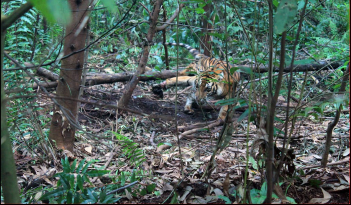 Sumatran Tiger Attacks Heavy Equipment Worker in Siak, Riau