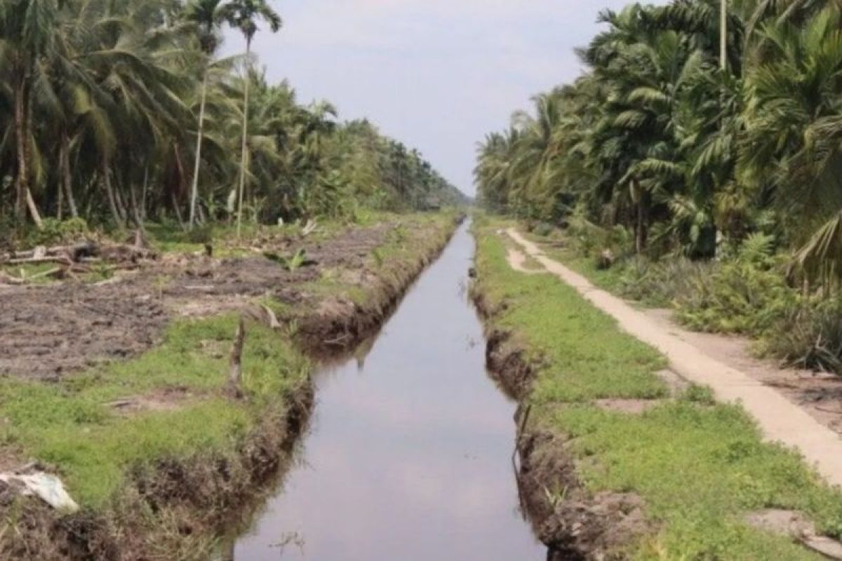 Ministry of Agriculture Reports 377,000 Hectares of Indonesia's Coconut Plantations Are Old and Damaged