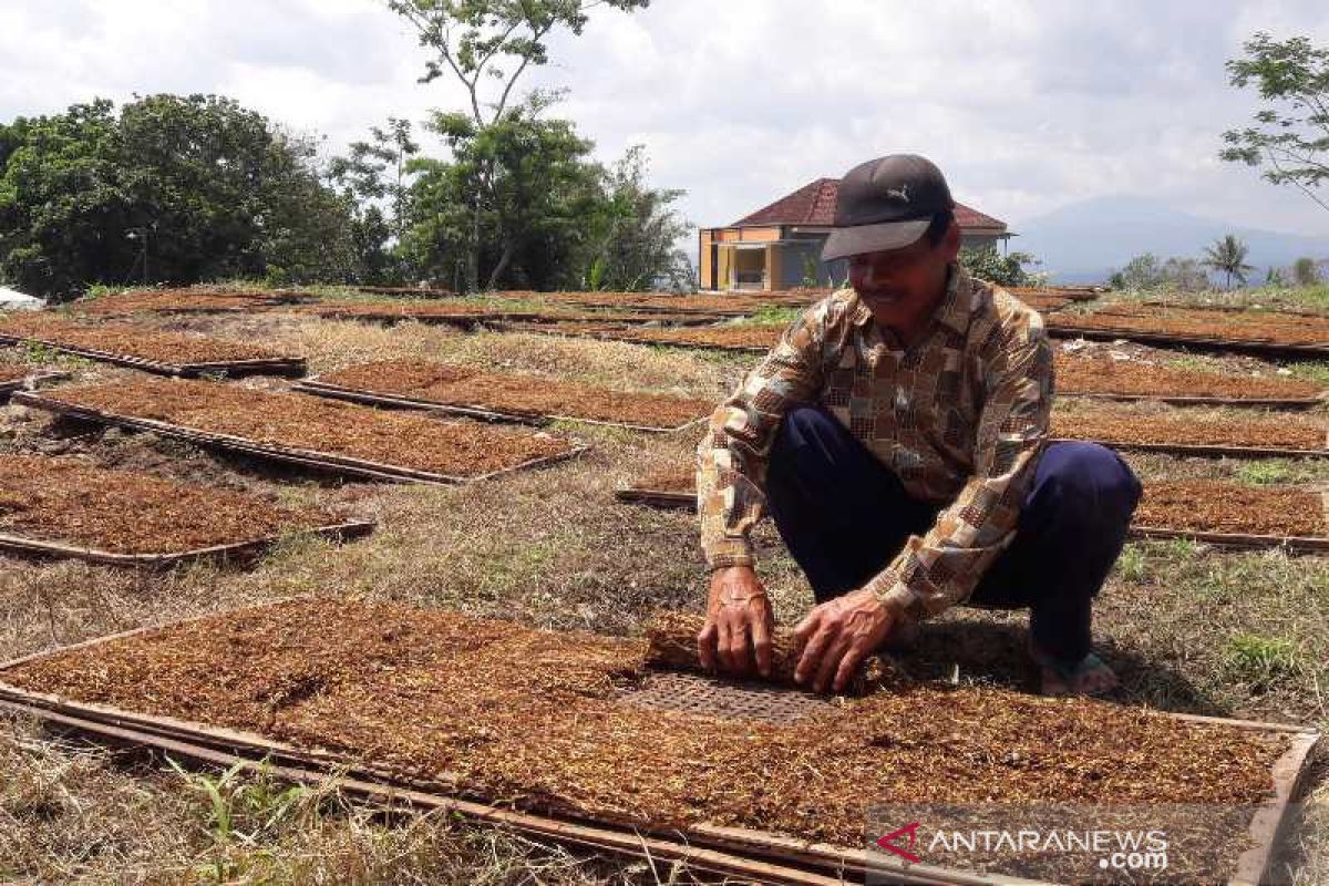 Tobacco farmers seek DPR Commission IV protection over nicotine content rules