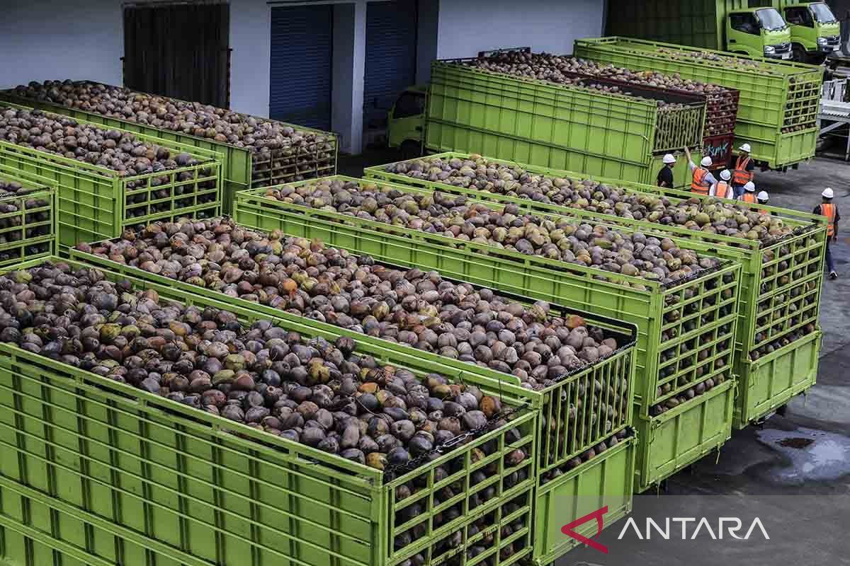 Indonesia eyes coconut dowstreaming as demand surges