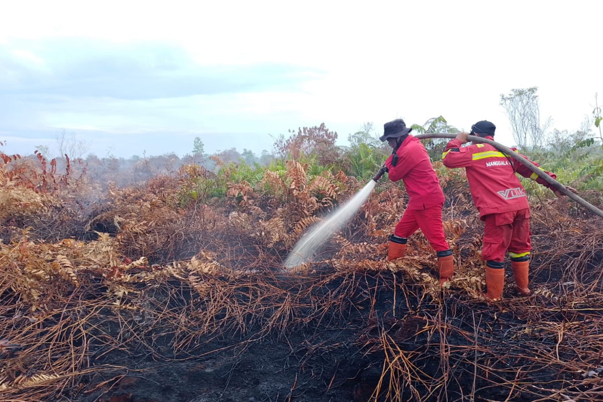 Forest Fire Operations in Bengkalis Show Positive Progress, 81 Hectares Affected