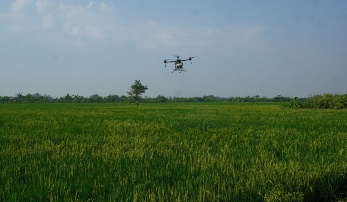 Boyolali Farmers Use Drones to Combat Brown Planthopper Infestation