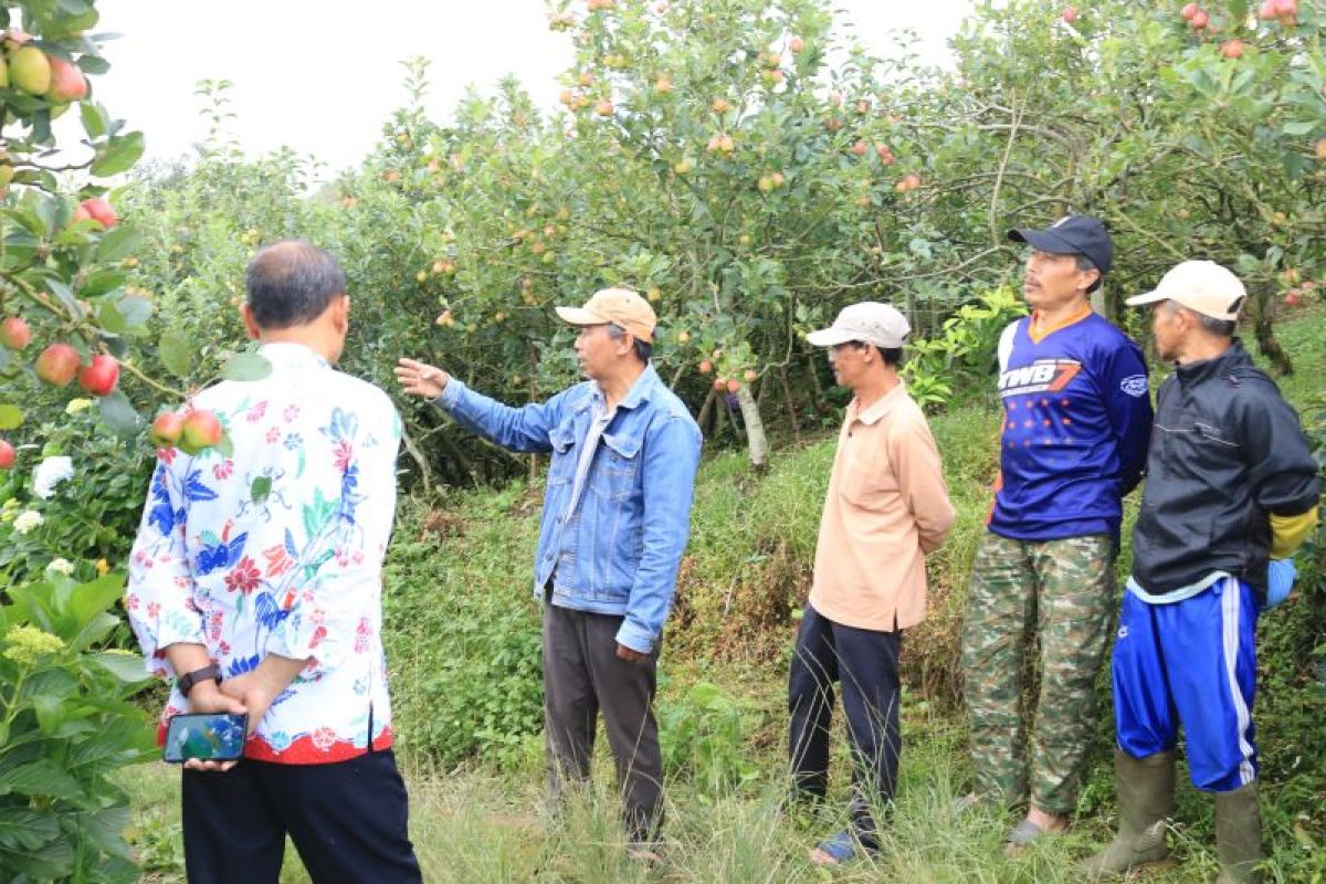 Batu City Government Revitalises Apple Orchards to Preserve Iconic Commodity
