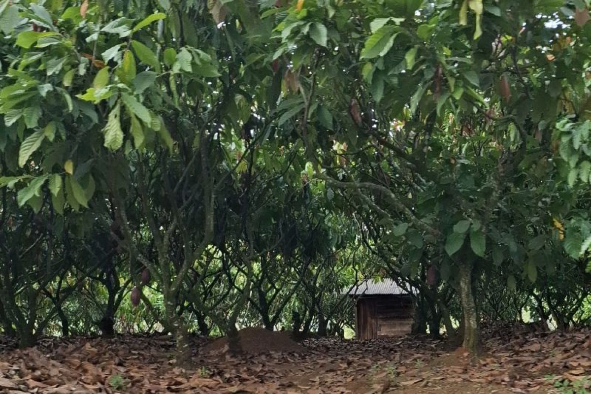Lampung Aims to Strengthen Cocoa Downstream Industry Through Special Economic Zone