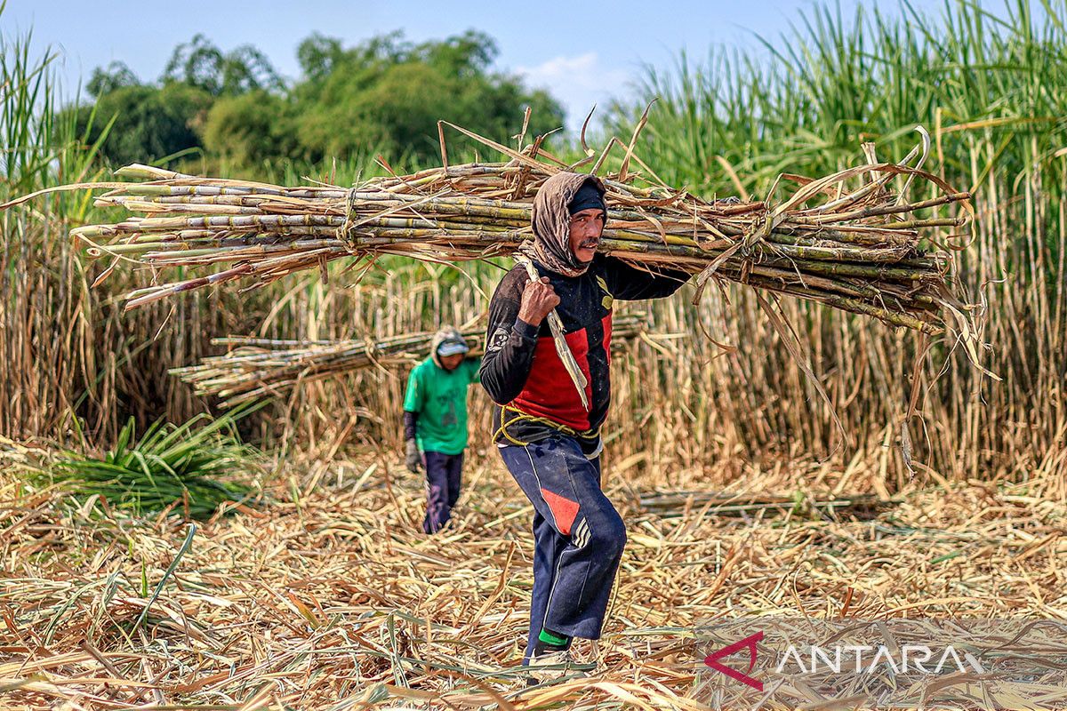 Minister of Agriculture Accelerates Ratoon Clearing, Targets White Sugar Self-Sufficiency Within Two Years