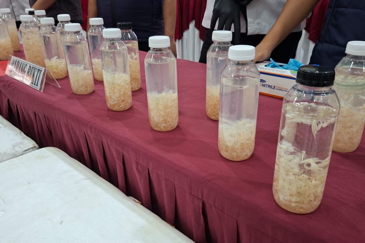 Cilegon Police Foil Smuggling of Lobster Seeds Worth Rp7.5 Billion