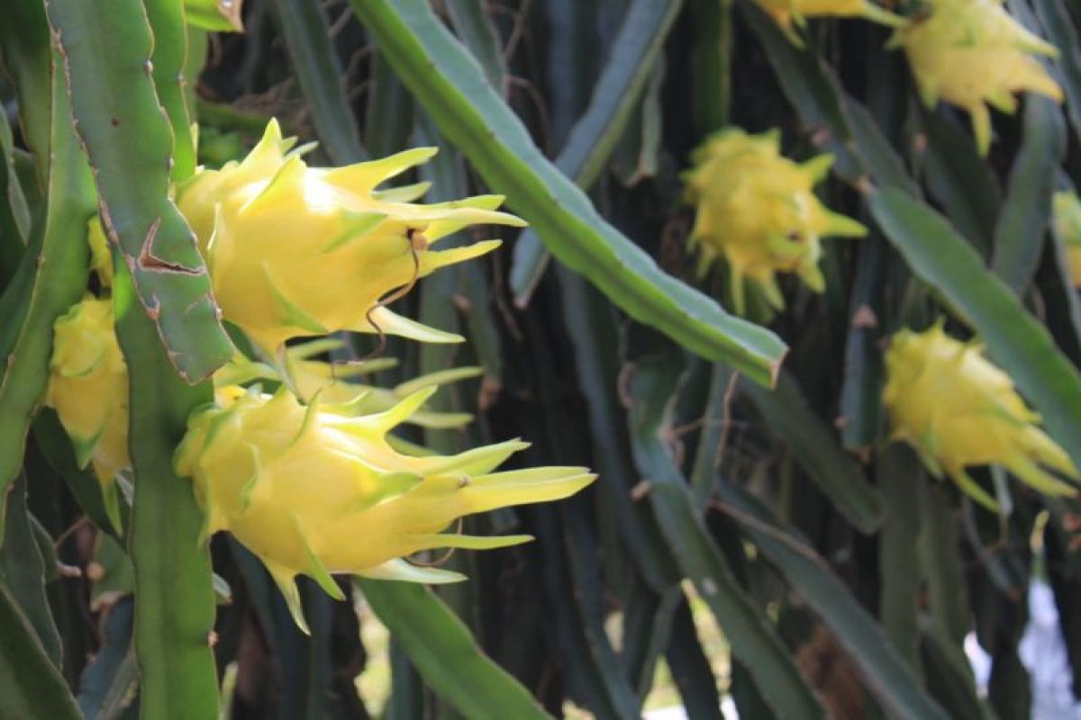 Kuningan Agriculture Office eyes dragon fruit as regional flagship commodity