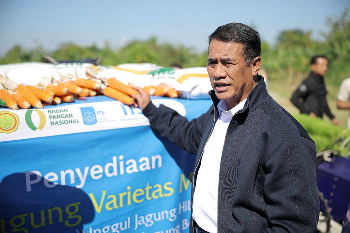 Agriculture Ministry Purchases ITS Hybrid Corn Seeds for Rp10 Billion to Boost Production
