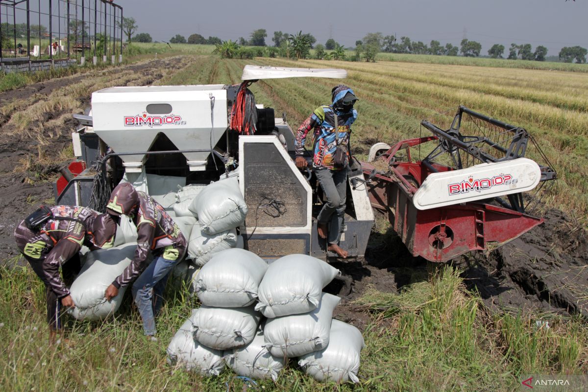 Bulog Bengkulu Surpasses Grain Absorption Target by 127 Percent