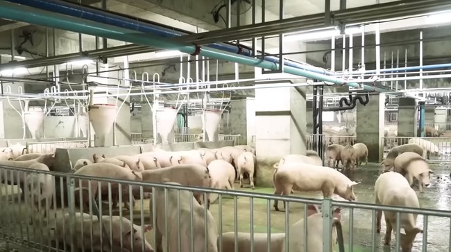 Vietnam, Not Indonesia, Tops ASEAN in Pork Consumption