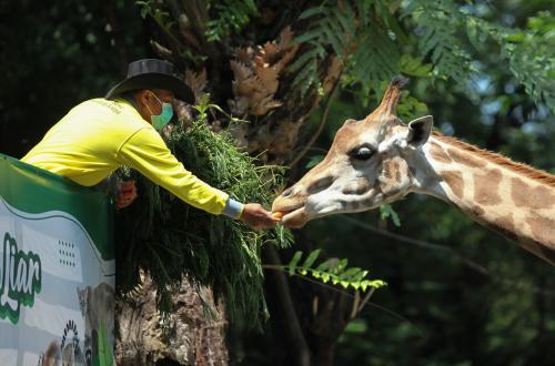 Former Surabaya Zoo Director Named Suspect in Animal Feed Budget Corruption, Animals Became Malnourished