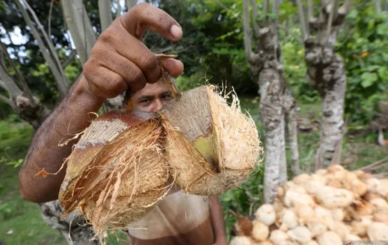 Indonesia Expands Coconut Downstreaming With Danantara