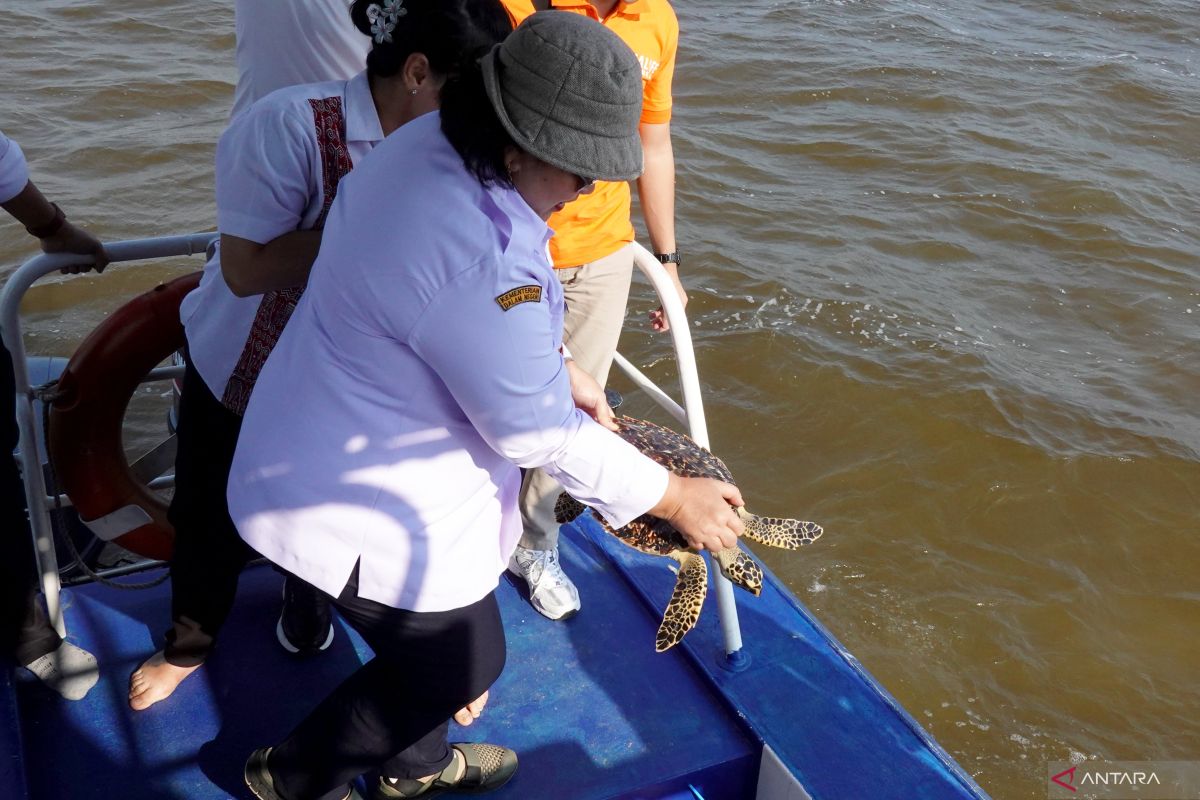 West Kalimantan Government Releases Rehabilitated Hawksbill Turtle Back into the Sea