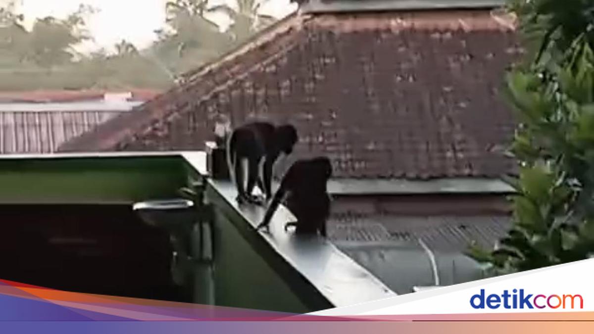 How Three Monkeys Escaped from Ibarbo Park and Ended Up at SMPN 1 Sleman