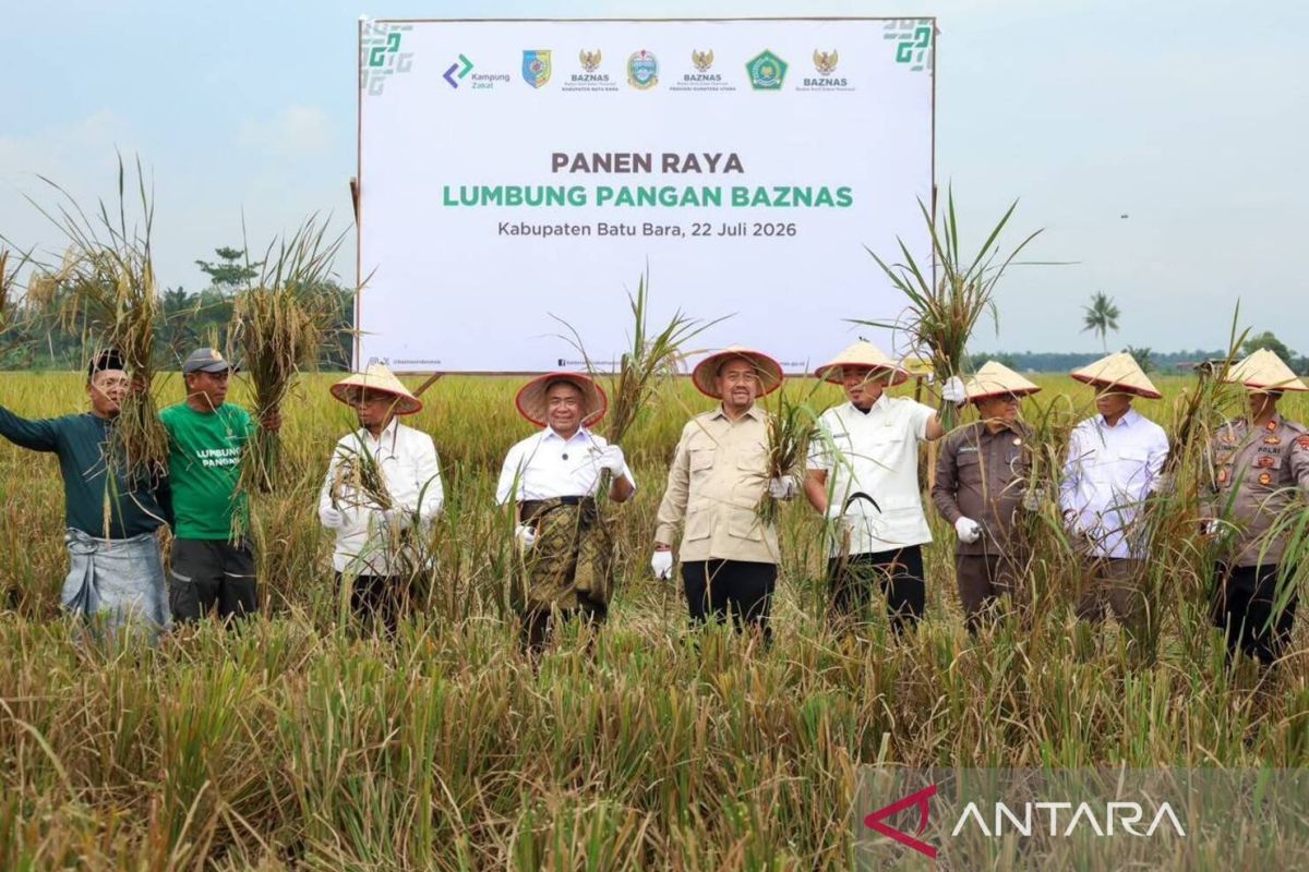 Baznas Guides Mustahik Farmers to Harvest 150 Tonnes of Rice in North Sumatra