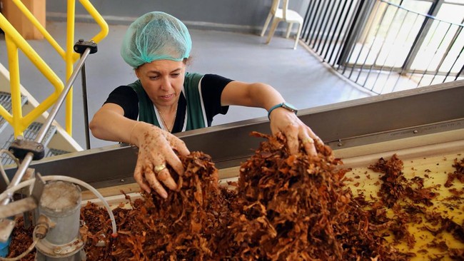 Workers and Employers Unite to Protect Tobacco Industry, Warn of Mass Layoffs