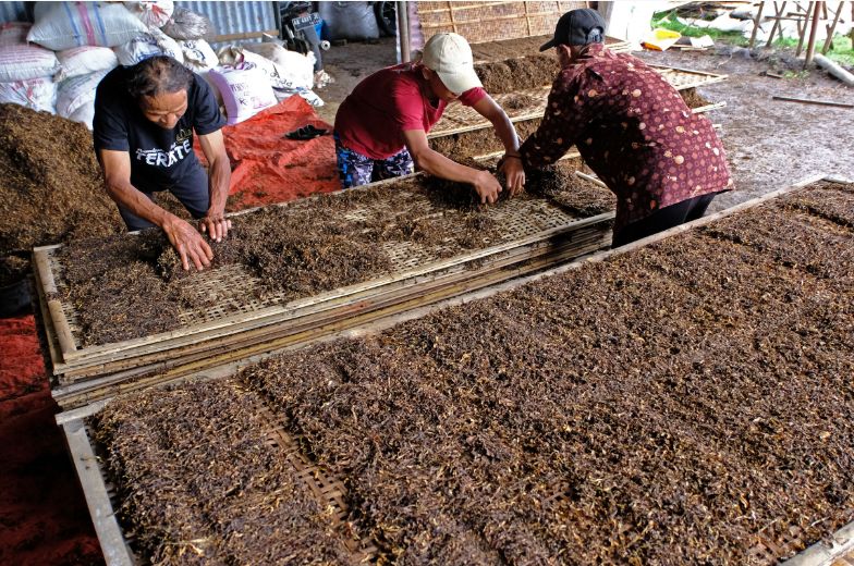 Temanggung Tobacco Farmers Seek Protection from Planned Nicotine and Tar Restriction Rules