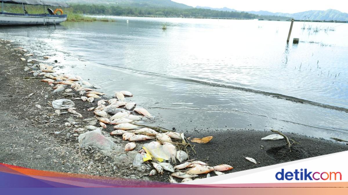 Sulphur Upwelling Causes Mass Death of Red Devil Fish at Lake Batur