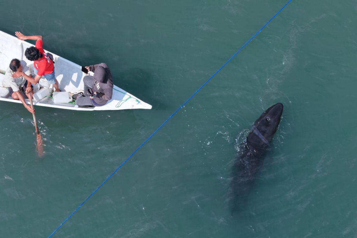 Residents and Police Evacuate Stranded False Killer Whale in Polewali Mandar